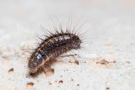 are carpet beetles harmful to pets