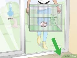 How To Keep Guinea Pigs Warm 14 Steps