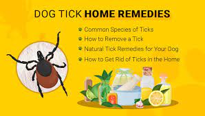 home remes for ticks on dogs