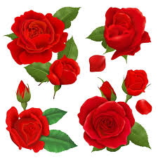 red rose images free on freepik