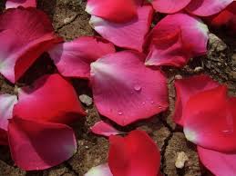 love heart rose petals free stock