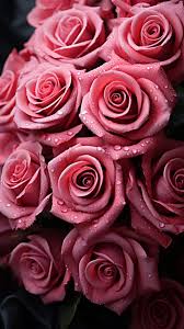 beautiful rose flower aesthetics 214