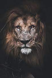 Lion Wallpapers: Free HD Download [500+ ...