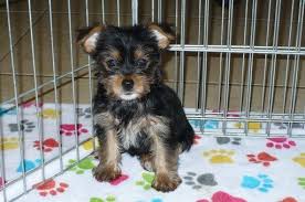 We are licensed breeders, and we are accredited by the better business bureau with an a+ rating! Yorkshire Terrier Puppy For Sale In Tucson Az Adn 48390 On Puppyfinder Com Gender Female Age 8 Yorkie Terrier Yorkshire Terrier Yorkshire Terrier Puppies