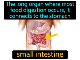 small intestine definition image