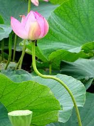 Dragonflies at the lotus pond | Persimmon Dreams