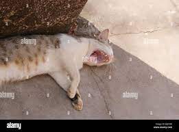 Lazy Pussy cat Widely opening his mouth in a typical roaring style for  Sleep Stock Photo - Alamy
