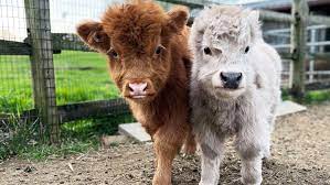 miniature cows steal the show at