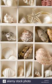 Seashells Collection Of Shells In Compartmentalised Box
