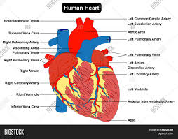 Human Heart Muscle Image Photo Free Trial Bigstock