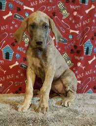 Great dane puppies for sale in southern california. 7 Great Dane Puppy Puppies Dogs For Sale Ideas Great Dane Puppy Dane Puppies Great Dane