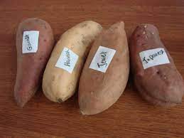 diffe varieties of sweet potatoes