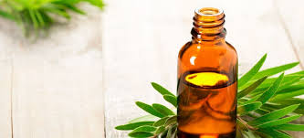 tea tree oil benefits uses and