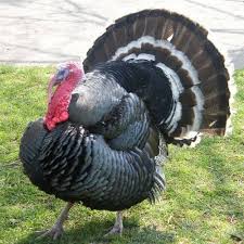 ✓ free for commercial use ✓ high quality images. Turkey Bird At Rs 290 Kg Jothoura Jaipur Id 21801731555