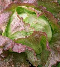 What Is The Red On Iceberg Lettuce gambar png