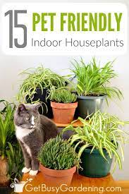 15 pet friendly indoor houseplants