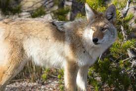 What causes eastern coyotes to be bigger than western coyotes?
