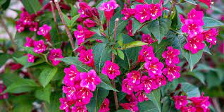 Gorgeous Flowering Shrubs For North