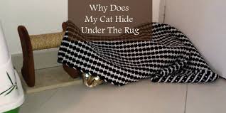 why does my cat hide under the rug