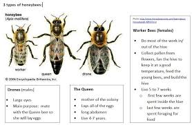 Image Result For Life Cycle Of A Honey Bee Worksheet High
