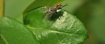 How To Get Rid Of Flies In Garden
