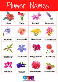 flower names for s uncommon flower