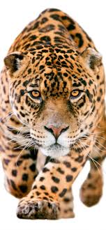 best jaguar iphone hd wallpapers