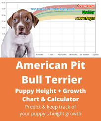 american pit bull terrier height growth