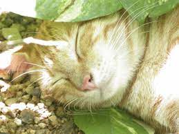 We did not find results for: Cat Friendly Plants For Gardens How To Make Safe Gardens For Cats