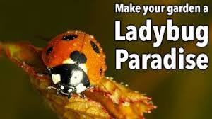 beneficial ladybugs to the garden
