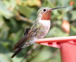 Hummingbird Species With Common Names Sizes Scientific
