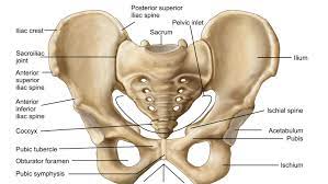 What part of the sternum is involved in the sternoclavicular articulation? 5 Body Parts You Didn T Know You Were There