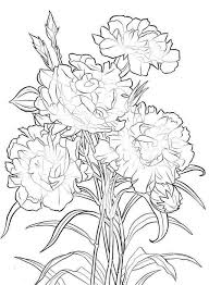 Poppy Flowers Drawing At Getdrawings Com Free For Personal Use