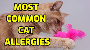 common allergic reactions in cats food