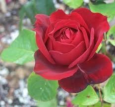 Oklahoma State Flower Oklahoma Rose