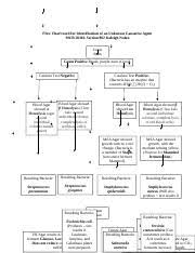 Flow Chart Mcb L Print Flow Chart Used For Identification