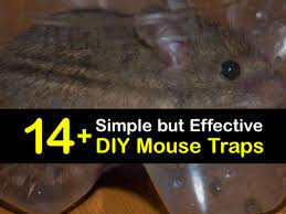 simple diy mouse traps