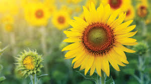 how to harvest sunflower seeds for