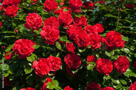 Bright Red Roses With Buds On A