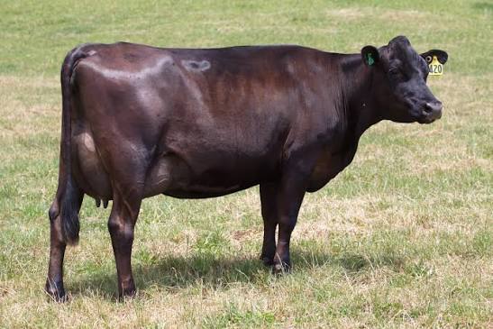Presentamos a CRITICAL! Un toro Kiwi Cross que combina lo mejor de los dos mundos (Holstein 10 partes, Jersey 6 partes). Leche +850 kg Grasa 4.7% Proteína 3.8% Fertilidad +2.5 Longevidad +560