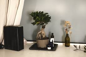 bonsai gift ideas tips best indoor