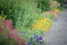 Good perennial border plants will not be invasive by spreading into your lawn, stone path or neighboring garden features. 7 Plants To Use For Borders P Allen Smith