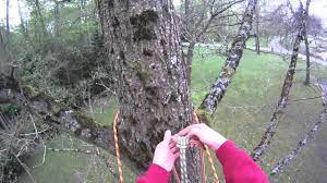 basic climbing techniques basic tree