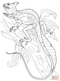 Pintables, coloring sheets, photos, free coloring books and printable pictures. Basilisk Lizard Coloring Page Free Printable Coloring Pages Coloring Book Pages Coloring Pages Animal Coloring Pages