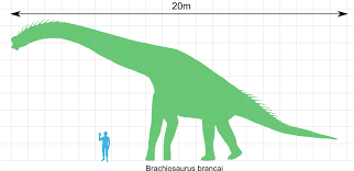 File Brachiosaurus Scale Svg Wikimedia Commons