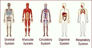 Effects Of Massage On Body Systems Muscular Nervous