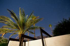 palm tree home interior design ideas