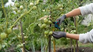 super simple tomato pruning tips