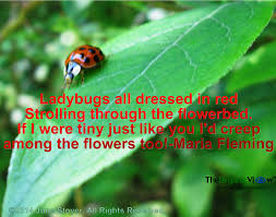 Ladybugs All Dressed In Red Strolling Through The Flowerbed