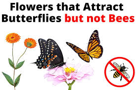 attract erflies but not bees